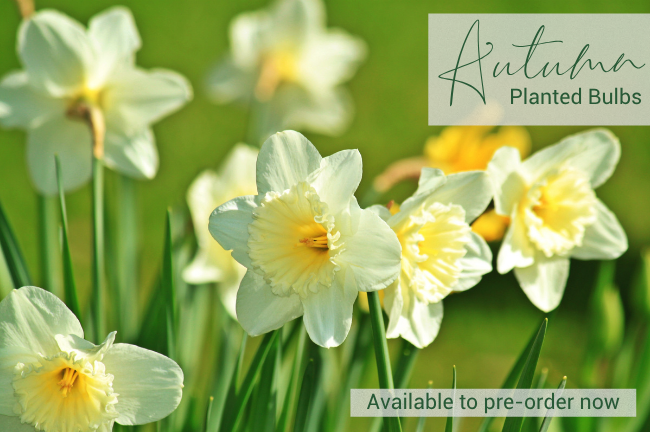 Autumn Planted Bulbs